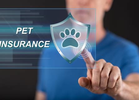 Choosing the right pet insurance plan- pet insurance brokers- Gargash Insurance- UAE