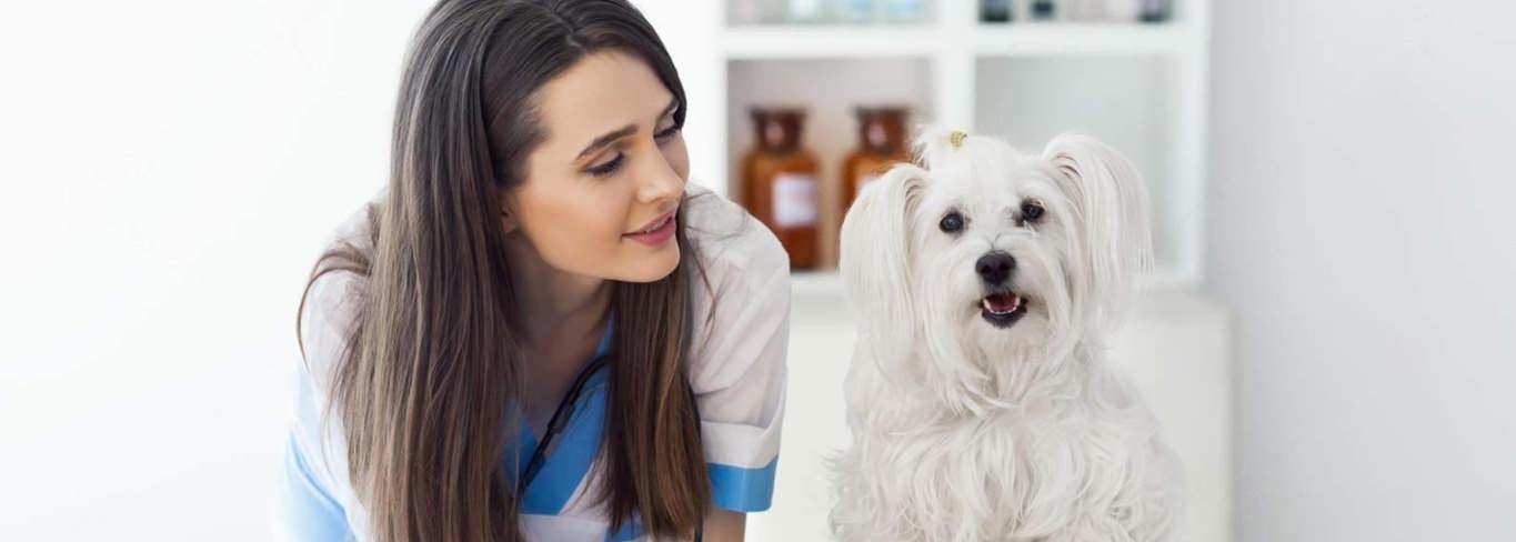 How to submit pet insurance claim- pet insurance brokers- Gargash Insurance- UAE