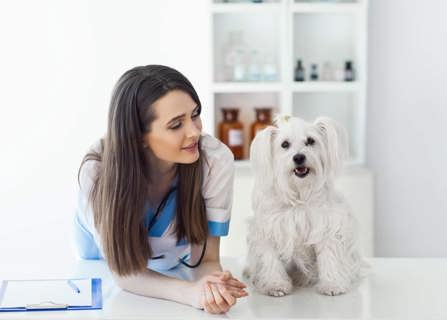 How to submit pet insurance claim- pet insurance brokers- Gargash Insurance- UAE