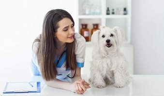 How to submit pet insurance claim- pet insurance brokers- Gargash Insurance- UAE